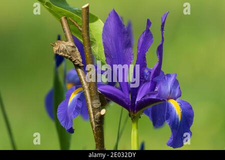 Sibirische Iris (Iris sibirica) im Frühlingsgarten mit einigen Wassertropfen, Podlasie Region, Polen, Europa Stockfoto