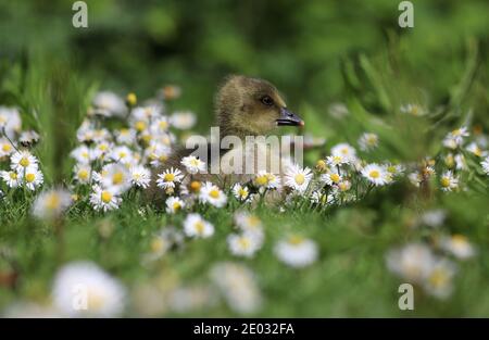 Ein flauschiger kleiner Greylag Gosling sitzt inmitten eines Teppichs aus Gänseblümchen im warmen Frühlingssonne. Stockfoto