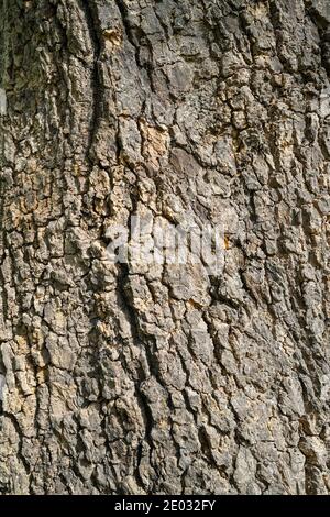 Nahaufnahme von Baumrinde Stockfoto
