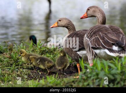 Ein Paar Graugänse wacht über ihre flauschigen kleinen Gänse, während eine einzelne Mallard-Ente im Hintergrund auf dem Wasser verweilt. Stockfoto