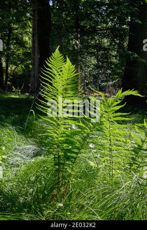 Farn im Sommer Sonne mit Laubwald im Hintergrund, Bialowieza Wald, Polen, Europa Stockfoto