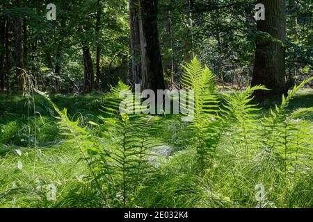 Farn im Sommer Sonne mit Laubwald im Hintergrund, Bialowieza Wald, Polen, Europa Stockfoto