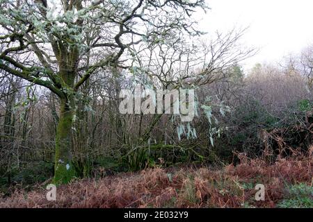 Usnea filipendula oder dasopoga (dasypoga), die auf Zweigen der an wachsen Eiche in Waldgebiet im Winter Carmarthenshire Wales UK 2020 KATHY DEWITT Stockfoto