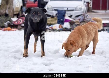 Zwei streunende Hunde stehen im Winter in der Nähe des Mülls im Schnee. Das Problem der obdachlosen Tiere. Stockfoto