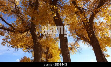 Low-Angle-Fotografie von gelben Herbstblättern und stämmen auf Ein sonniger Tag Stockfoto