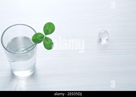 Grünes Kleeblatt im Glas auf dem Tisch Stockfoto