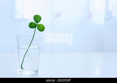 Grüne Kleeblätter im Glas mit Wasser auf dem Schreibtisch Stockfoto