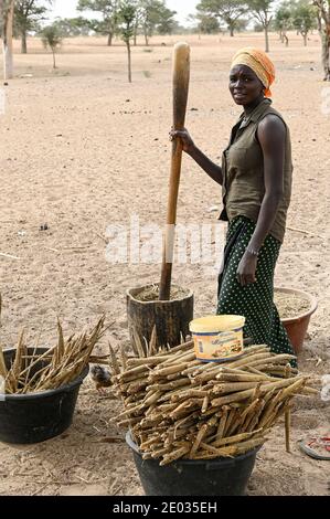 SENEGAL, Sahel, Dorf Ngoxé Djoloff, Weiberhirse mit Holzmörtel, hinter Akazienbaum / Frauen stampfen Hirse Stockfoto