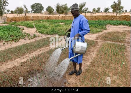 SENEGAL, Sahel, Dorf Ngoxé Djoloff, bewässerter Gemüsegarten, Bauer bewässert Zwiebel mit Gießkanne / beküsserter Gemüsegarten, Farmer gibt Zwiebeln mit Gießkanne Stockfoto