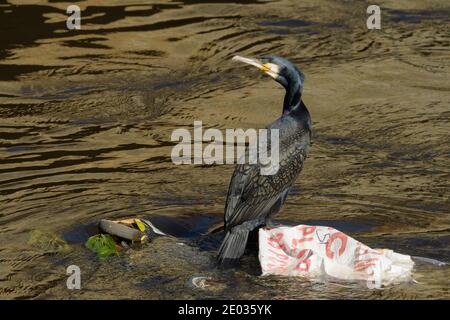 Kormoran (Phalacrocorax carbo) auf Plastiktüte, River Mersey, Greater Manchester, Großbritannien Stockfoto