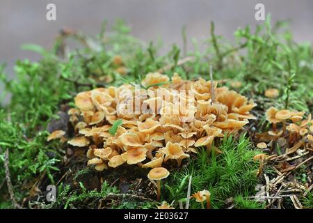 Xeromphalina campanella, bekannt als der Kiefernschwanz, Goldtrompete oder die Glocke omphalina, wilder Pilz aus Finnland Stockfoto