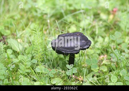 Hygrocybe conica, wie hat der Hexe bekannt, konische Wachs Kappe oder konische schleimigen Kappe, Wild Mushroom aus Finnland Stockfoto