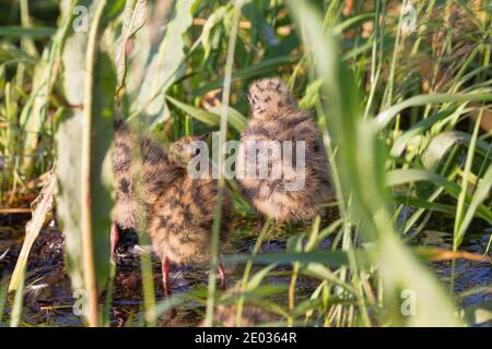 Kleine Möwen (Larus minutus) Küken (Alter etwa eine Woche) im Nesthabitat (Wiesenmoor; quakendes Moor - Sedge Terrestrialisation Moor). Reproduktive Bio Stockfoto