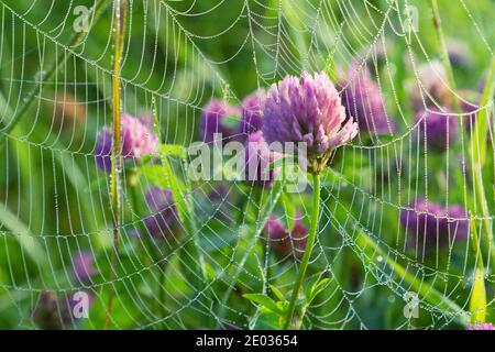 Ein Sommermorgen voller kleiner Wunder. Klee in einem mit Tau bedeckten Netz Stockfoto