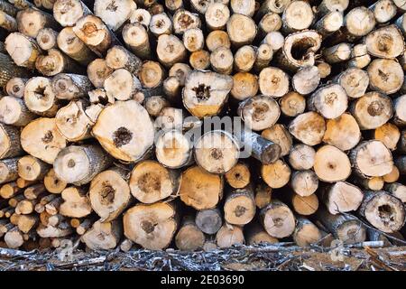 Riesige Stapel von Rundholz (Holzstapel, Espe) im Mischwaldgebiet Europas Stockfoto