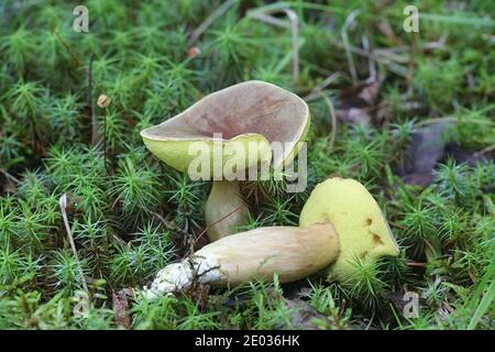 Xerocomus subtomentosus, bekannt als Wildlederbolete, brauner und gelber Bolete, langweiliger brauner Bolete oder gelber Bolete, wilde essbare Pilze aus Finl Stockfoto