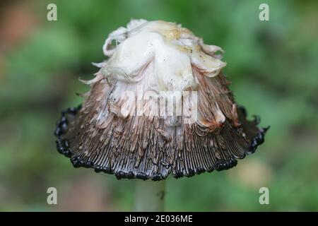 Coprinus comatus, die zottelige Tintenkappe, die Juryperücke oder die zottelige Mähne, der wilde Pilz aus Finnland Stockfoto