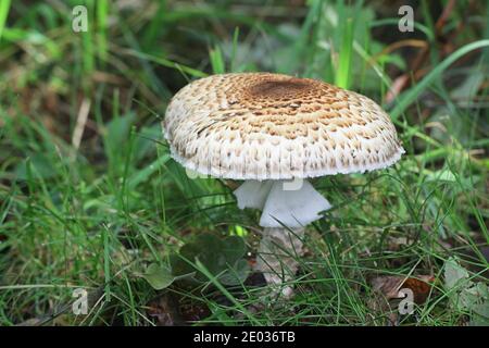 Agaricus augustus, bekannt als Prinz, wilder essbarer Pilz aus Finnland Stockfoto