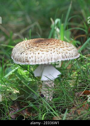 Agaricus augustus, bekannt als Prinz, wilder essbarer Pilz aus Finnland Stockfoto