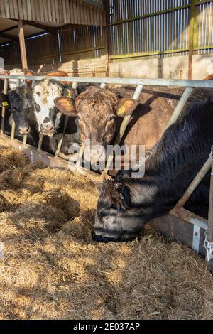 Lagern Sie Rinder-Bullocks, die sich auf Silage ernähren, auf dem Bauernhof in northumberland Stockfoto