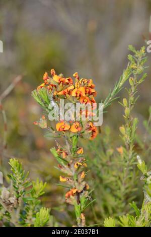Glatte Parrotpea Dillwynia glaberrima FABACEAE fotografiert in Tasmanien, Australien Stockfoto