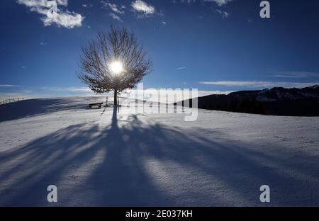 Nesselwang, Deutschland. Dezember 2020. Der Schatten eines Baumes kann im Sonnenschein auf dem frisch gefallenen Schnee gesehen werden. Quelle: Karl-Josef Hildenbrand/dpa/Alamy Live News Stockfoto