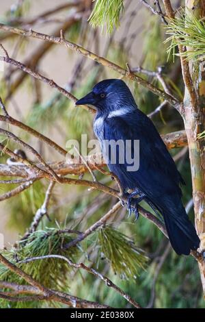 Ein schwarzer Rabe sitzt auf einem Nadelbaum. Nahaufnahme eines mystischen Vogels. Stockfoto