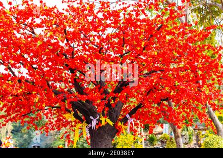 Tabaek Baum in Si Racha Bezirk Thailand Südostasien Stockfoto