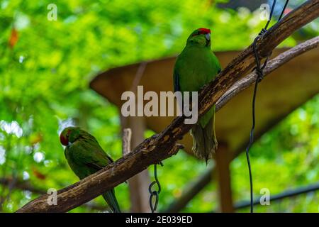 Kakariki im Kiwi Birdlife Park in Queenstown, Neuseeland Stockfoto