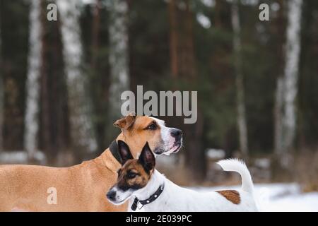 Zwei Hunde stehen nebeneinander im Winterwald, konzentrieren sich auf staffordshire Terrier. Spiel- und Spazierhunde im Freien in der kalten Jahreszeit, aktives Leben Stockfoto