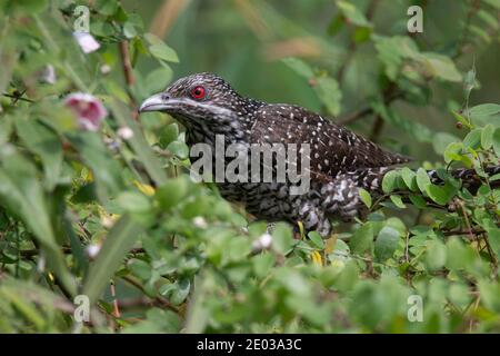 Asiatische Koel weiblich - Kuckuckvogel auf einem Baum thront Stockfoto