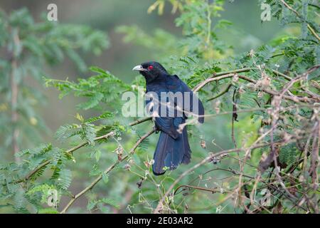 Asiatische Koel männlich Barching auf einem Busch Stockfoto