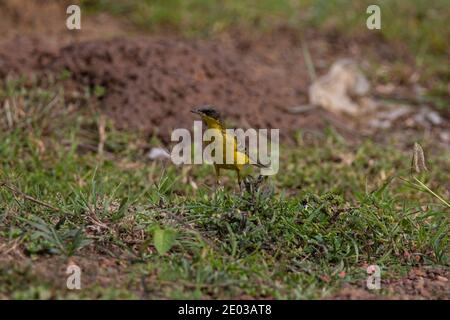 WESTERN Yellow Wagtail auf einem offenen Feld Stockfoto