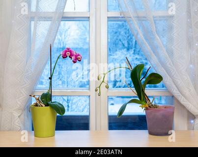 Zwei Orchideen blühen in Töpfen, die im Winter drinnen auf der Fensterbank wachsen. Winterlandschaft mit viel Schnee im Hintergrund im Freien. Stockfoto