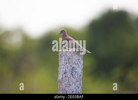 Lachende Taube auf einer Steinsäule gefunden Stockfoto