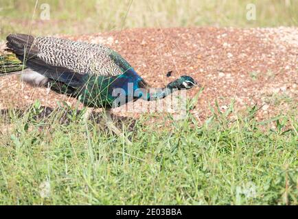 Der Pfau wandert wild auf einem offenen Feld Stockfoto