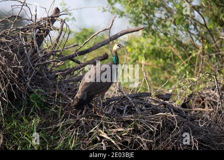 Der Pfau wandert wild auf einem offenen Feld Stockfoto