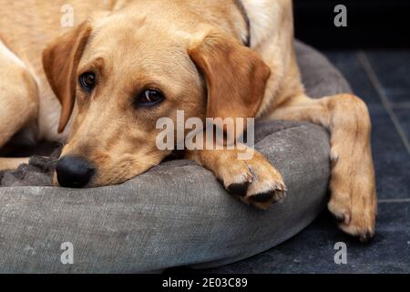 Blonder Labrador Retriever ruht seinen Kopf auf einem Hundebett Stockfoto