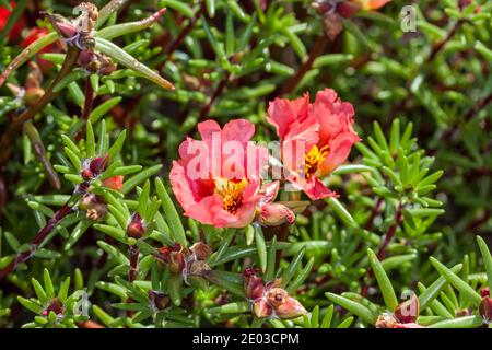 Moss Rose, Praktportlak (Portulaca grandiflora) Stockfoto