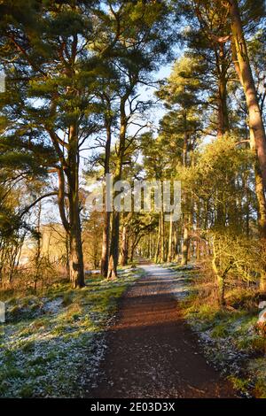 Pfad durch schottische Pinien am Loch Leven Heritage Trail, nahe Kinross, Schottland. Winterfrost auf dem Boden, Sonnenschein auf Bäumen. Stockfoto