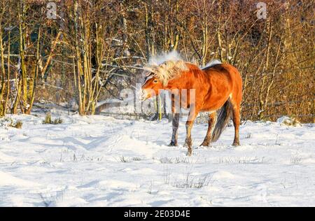 Das rotbraune isländische Pferd war voller Lebensfreude und Vitalität. Es rollte im Schnee und als es aufstand, schüttelte es den Schnee ab. Stockfoto