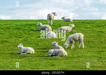 Schafe, sitzend, stehend, auf einem Deich an der Nordsee in Ostfriesland liegend. Die vertikale Gruppierung ist interessant. Stockfoto