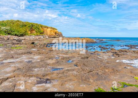 Versteinerter Wald an der Curio Bay in Neuseeland Stockfoto