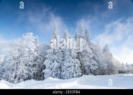 Niedriger Winkel der Bäume mit Schnee bedeckt. Harter Reim auf Kiefern im Schwarzwald, Deutschland Stockfoto