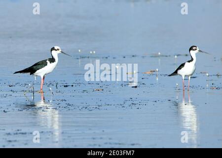 Weiße Rückenschlinge (Himantopus melanurus) und schwarze Halsschlinge (Himantopus mexicanus) auf dem gleichen Foto in der Lagune von Camaçari, Bahia Stockfoto