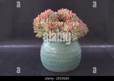 Rote Sukkulente in grünem Vintage Blumentopf, schwarzer Hintergrund, innen vergossen Konzept Stockfoto