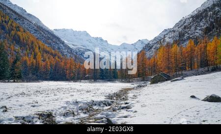 Winter Italiens Nationalpark Gran Paradiso, verschneite Berge und gelbe Lärchen im Aostatal Stockfoto