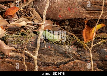 Sporangie des vielköpfigen Schleims der Art Physarum Polycephalum auf dem Boden verstreut Stockfoto