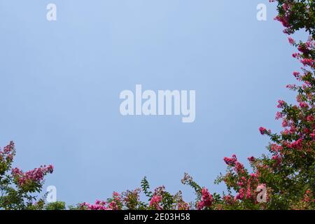 Lagerstroemia indica gegen blauen Himmel Stockfoto