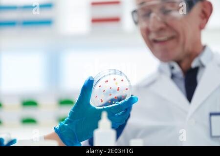 Nahaufnahme. Petrischale in der Hand der Forscher. Stockfoto